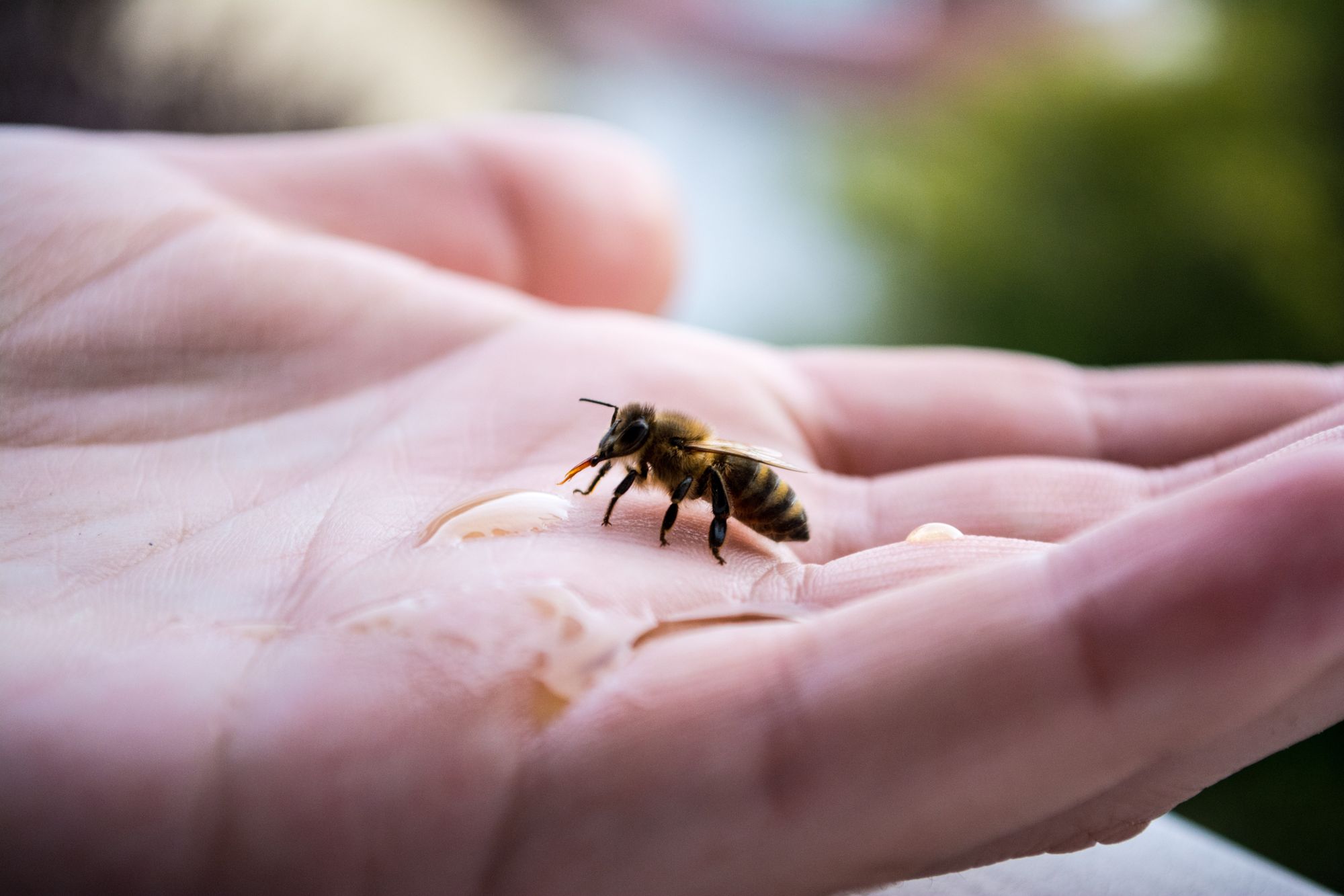 You Catch More Bees With Honey Than Vinegar